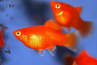 Coral Platy (Xiphophorus maculatus) Bayern - Altenkunstadt Vorschau