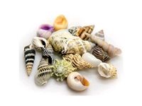 Hobby Sea Shells Set Schneckenhäuser Muscheln Aquarium Bayern - Schwarzenfeld Vorschau