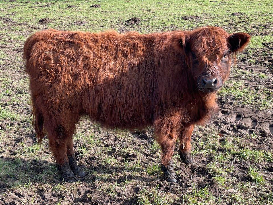 Herdbuch Galloways suchen einen neuen Wirkungskreis in Wittenborn