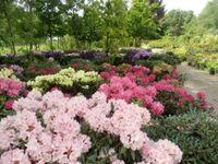 Rhododendron versch. Farben/ Sorten große Auswahl Niedersachsen - Ottersberg Vorschau