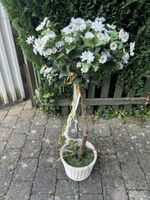 Plastikblume, Plastikpflanze Margeritenstock Bayern - Tittmoning Vorschau