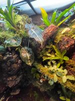 Regenwald Paludarium Showbecken Rodenkirchen - Sürth Vorschau