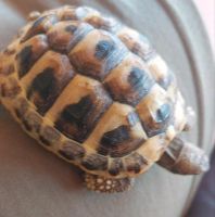 Schildkröte vermisst Sachsen-Anhalt - Halle Vorschau