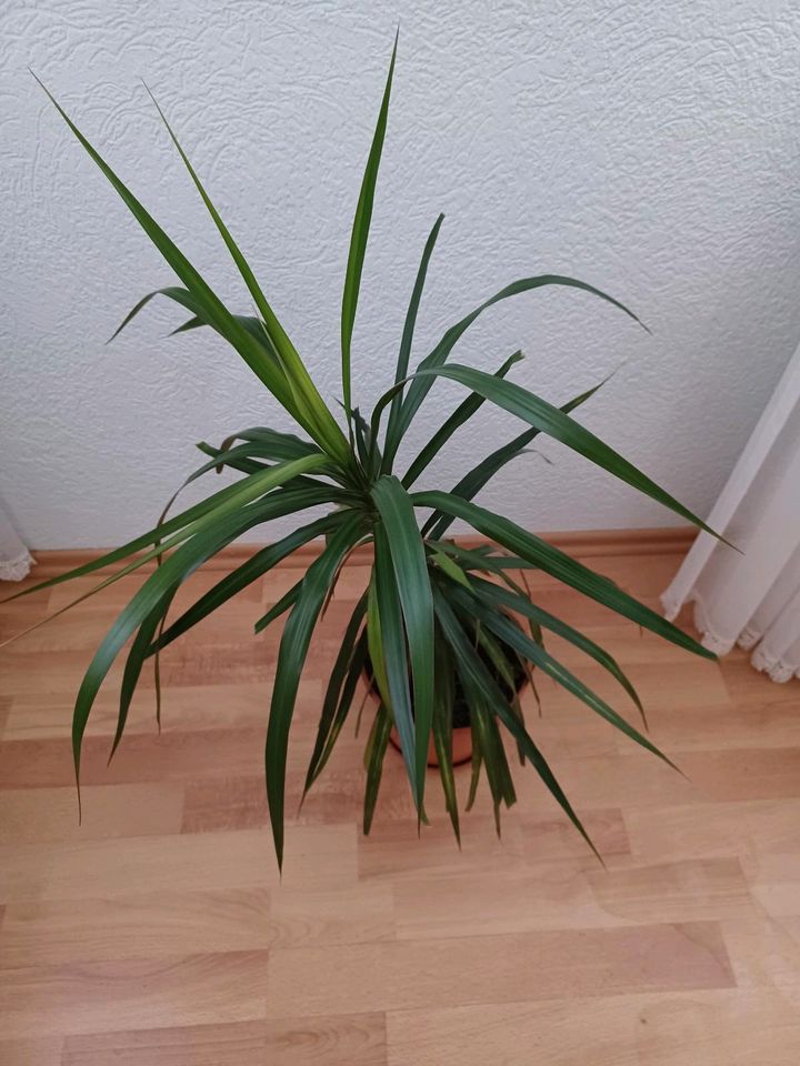 Dracena Marginata in Sulzburg