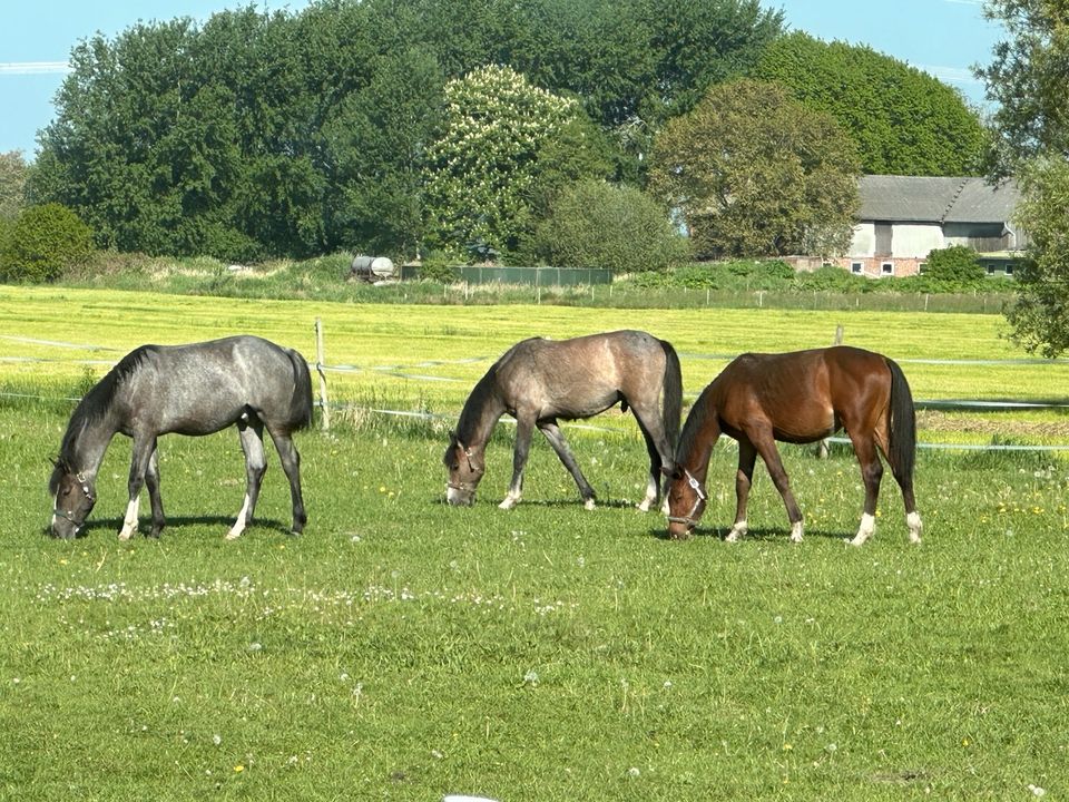 Holsteiner Jährling im Ponymaß bleibend in Lohe-Rickelshof