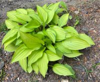 Hosta Twist of Lime Bayern - Bischofsheim Vorschau