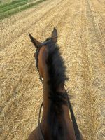 Reitbeteiligung Reitunterricht für Anfänger Wiedereinsteger Nordrhein-Westfalen - Xanten Vorschau