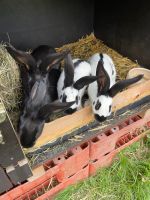 Junge Kaninchen zu verkaufen Baden-Württemberg - Dürmentingen Vorschau