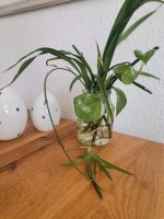 Pflanzenableger Efeutute & Grünlilie Niedersachsen - Hemmingen Vorschau