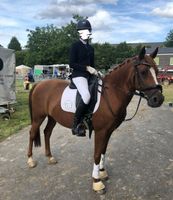 deutsches reitpony Stute Düsseldorf - Golzheim Vorschau