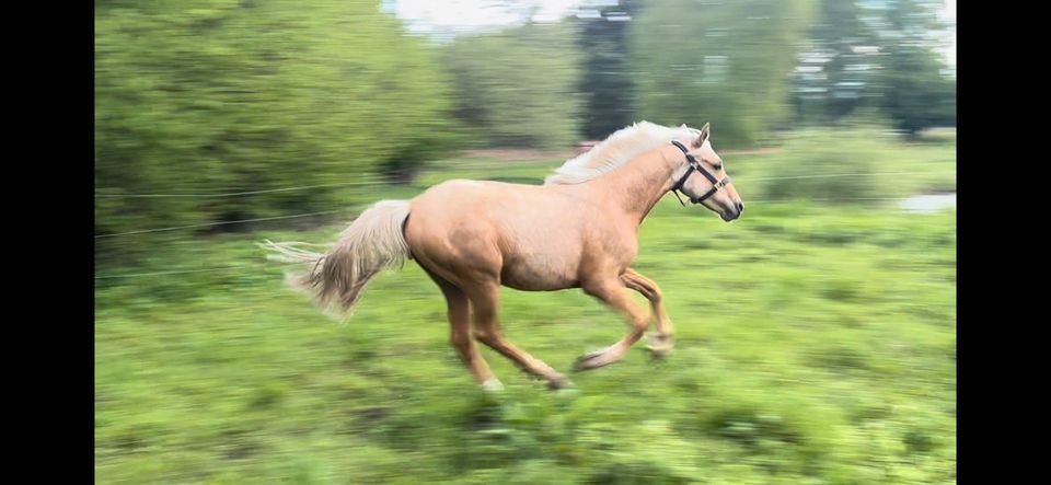 Dt. Reitpony Wallach geb. 2023 Palomino Jährling in Born am Darß