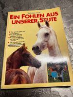 Ein Fohlen aus unserer Stute Fachbuch Reitsport Pferdezucht Niedersachsen - Rhauderfehn Vorschau