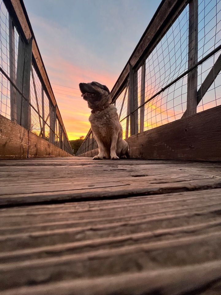 Schäferhund Harzerfuchs Mix in Dautphetal