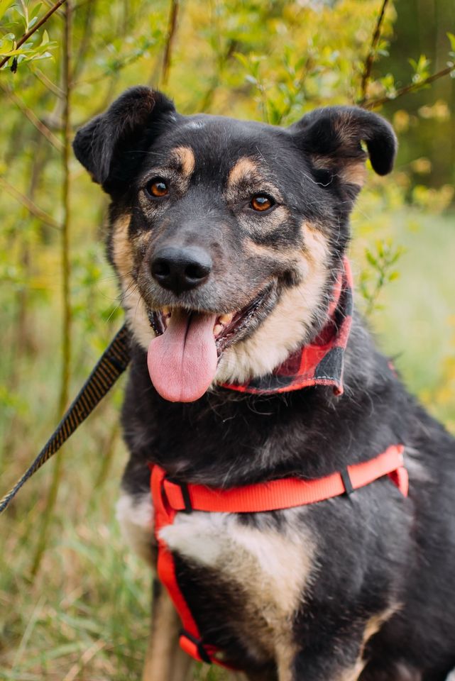 Tierschutz - Der liebevollste Hund Senya sucht seine Familie! in Bremen