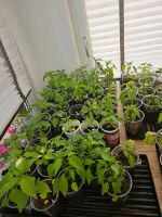 Chili Pflanzen zu verkaufen Bayern - Bubesheim Vorschau