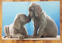 CULCHA CANDELA - Hundebabys -BRAVO Poster Bild Sammeln Nordrhein-Westfalen - Brilon Vorschau