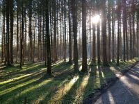 WaldpflegeVertrag - Waldpflege - Forstdienstleistungen Bayern - Baisweil Vorschau