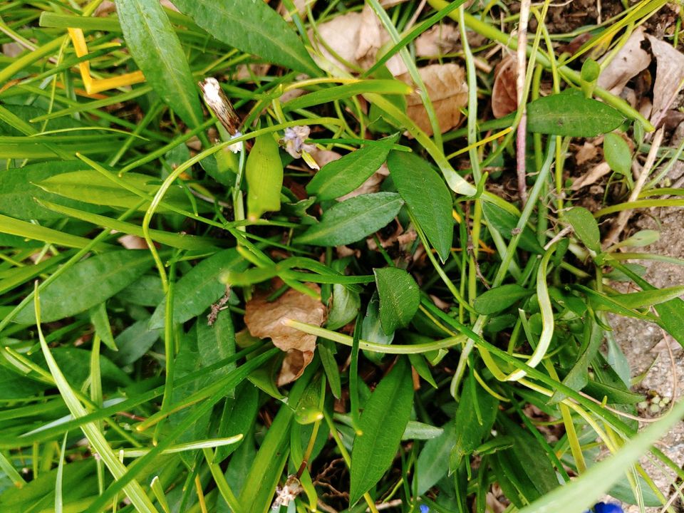 Stauden bienenfreundlich 50ct/Stk. günstig abzugeben in Ebersbach an der Fils