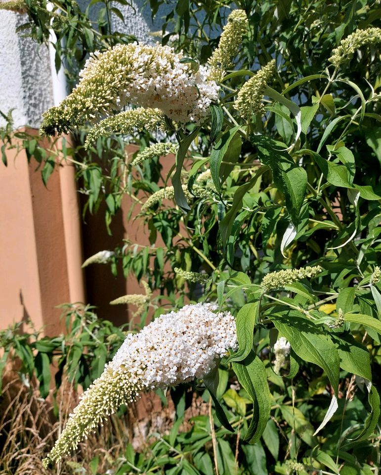 Sommerflieder Schmetterlingsflieder weiß Jungpflanzen Garten in Neresheim