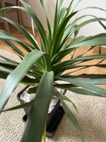 Dracaena draco - Kanarischer Drachenbaum Niedersachsen - Osnabrück Vorschau