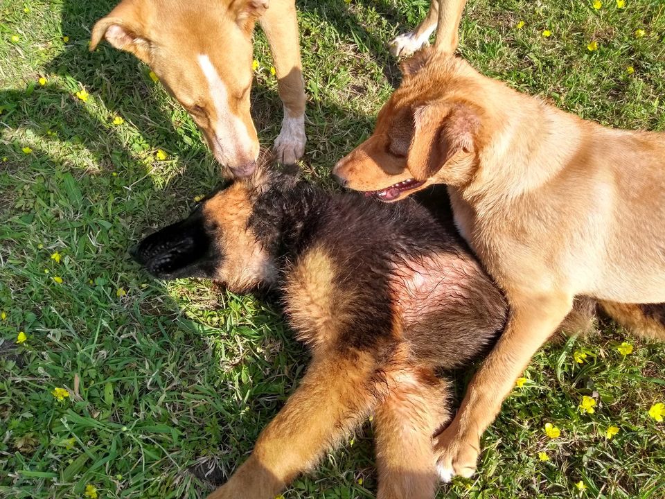 Hundespielstunde - Hundeschule Tornesch in Tornesch