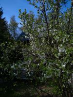 Eierpflaumenbaum, grün, Alte robuste Sorte Sachsen - Marienberg Vorschau