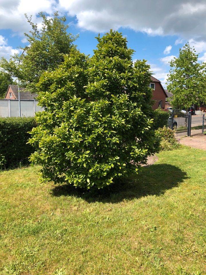 Magnolie Tulpenbaum in Norderstedt