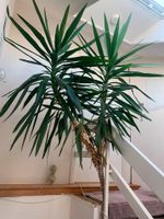 Yucca Palme 4 Meter hoch Baden-Württemberg - Ebenweiler Vorschau