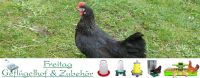 Grünleger Hühner Nordrhein-Westfalen - Rietberg Vorschau