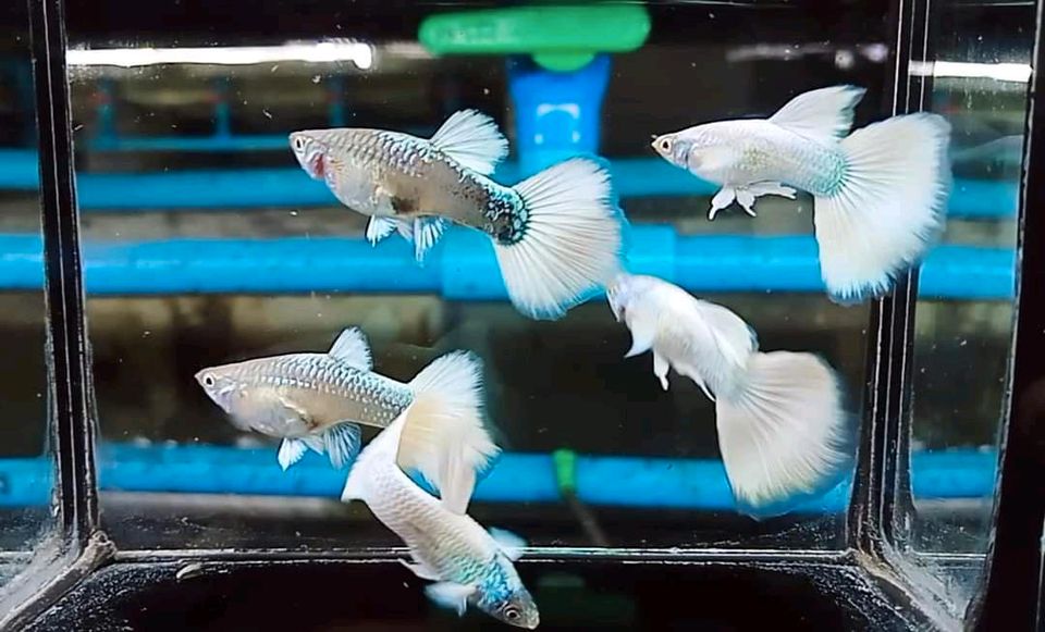 ⭐ Full White Guppy - Hochzucht Guppys aus Liebevoller Zucht in Bretzfeld