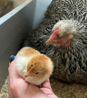 Hühner haltung für Einsteiger - Schnupperzeit im Hühnerstall Colditz - Colditz Vorschau