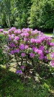 Rhododendron Brandenburg - Königs Wusterhausen Vorschau