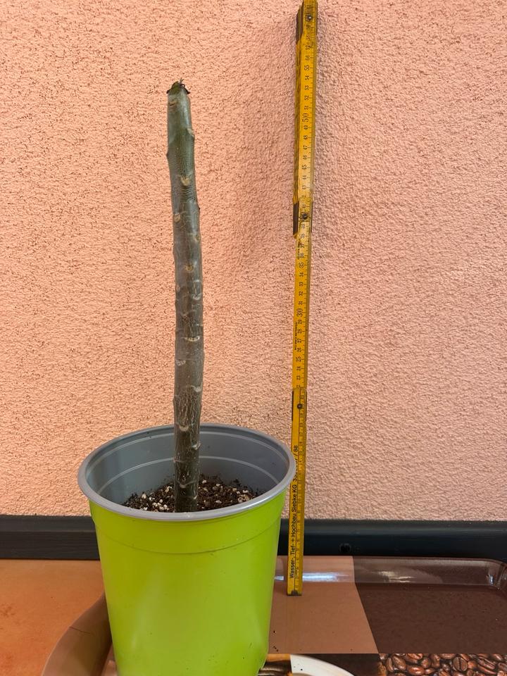 Plumeria Frangipani ca. 1,5 Jahre Tempelbaum Hawaii duftend in Berlin