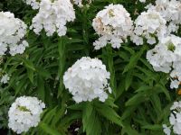 Winterharte Stauden - PHLOX - Flammenblume Nordrhein-Westfalen - Oberhausen Vorschau