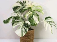 Monstera Deliciosa Variegata Brandenburg - Panketal Vorschau