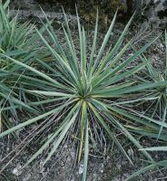 Palmlilie/ Garten Yucca Sachsen - Aue Vorschau