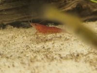 Red Fire Garnele Neocaridina 10er Gruppe Nordrhein-Westfalen - Lünen Vorschau