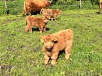 Kalb Hochlandrinder HLD MutterKalb Schottische Nordrhein-Westfalen - Uedem Vorschau