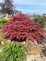 Japanischer Schlitzahorn Busch / Baum / Pflanze Nordrhein-Westfalen - Rees Vorschau