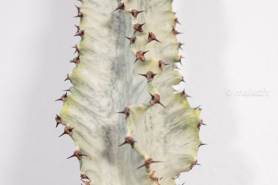 Euphorbia ingens variegata Wolfsmilch Euphorbia Ghost XXL 103 cm in Bremen