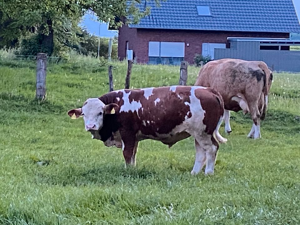 Fleckvieh Fleisch Bulle Herdbuch in Lippetal