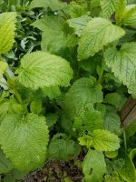 Zitronenmelisse Staude aus dem Garten bio Baden-Württemberg - Freiburg im Breisgau Vorschau