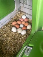 frische BIO-Eier  Speiseeier Eier Hühnereier Schleswig-Holstein - Oststeinbek Vorschau