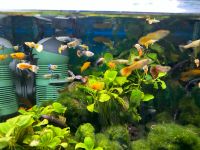 Aquarium Fisch; Guppy (Poecilia reticulata) Männchen Farbmix Nordrhein-Westfalen - Erftstadt Vorschau
