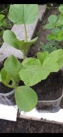 Zucchini pflanzen weiß 15 Stuck 10,-€ Nordrhein-Westfalen - Harsewinkel Vorschau