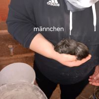 Verkaufe junge Meerschweinchen Thüringen - Rastenberg Vorschau