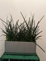 sansevieria Hessen - Dieburg Vorschau