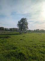 Offenstall Paddock Stall Pferd Pony WallachHengst Selbstversorger Nordrhein-Westfalen - Coesfeld Vorschau