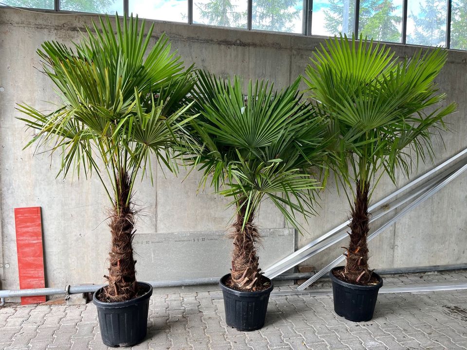 Trachycarpus fortunei Palmen Gesamthöhe 2 Meter in Wimsheim