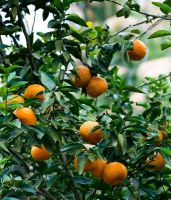 Orangenbaum winterhart bewurzelte Jungpflanzen Sachsen-Anhalt - Helbra Vorschau